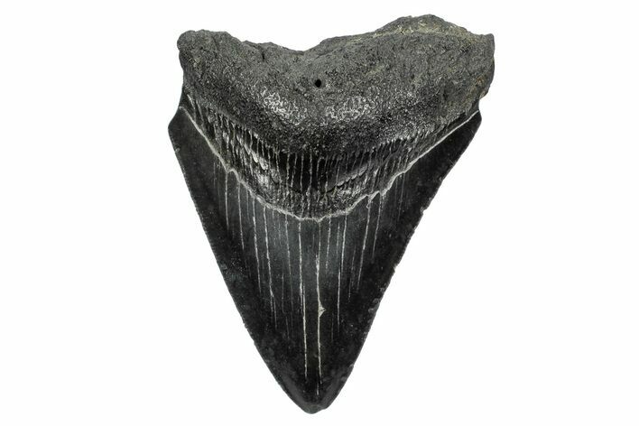 Serrated, Fossil Megalodon Tooth - South Carolina #341481